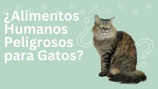Prevención enfermedades mascotas - Huellitas Crematorio