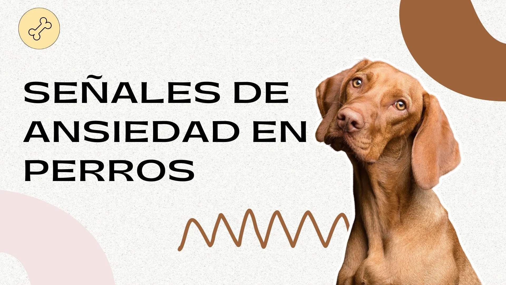 Prevención enfermedades mascotas - Huellitas Crematorio