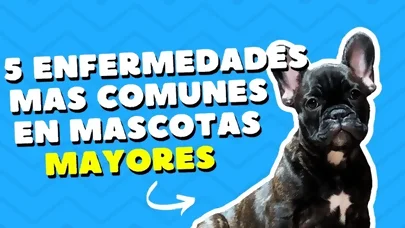 5 Enfermedades Comunes en Mascotas Mayores