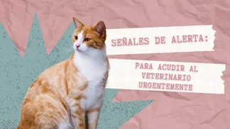 Señales de que tu Mascota Necesita Atención Medica urgente