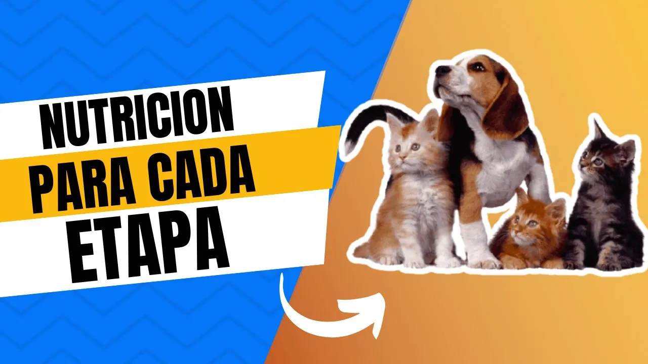 La importancia de las etapas de vida en la alimentación de las mascotas