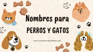 Cuidados para mascotas mayores - Crematorio Mérida