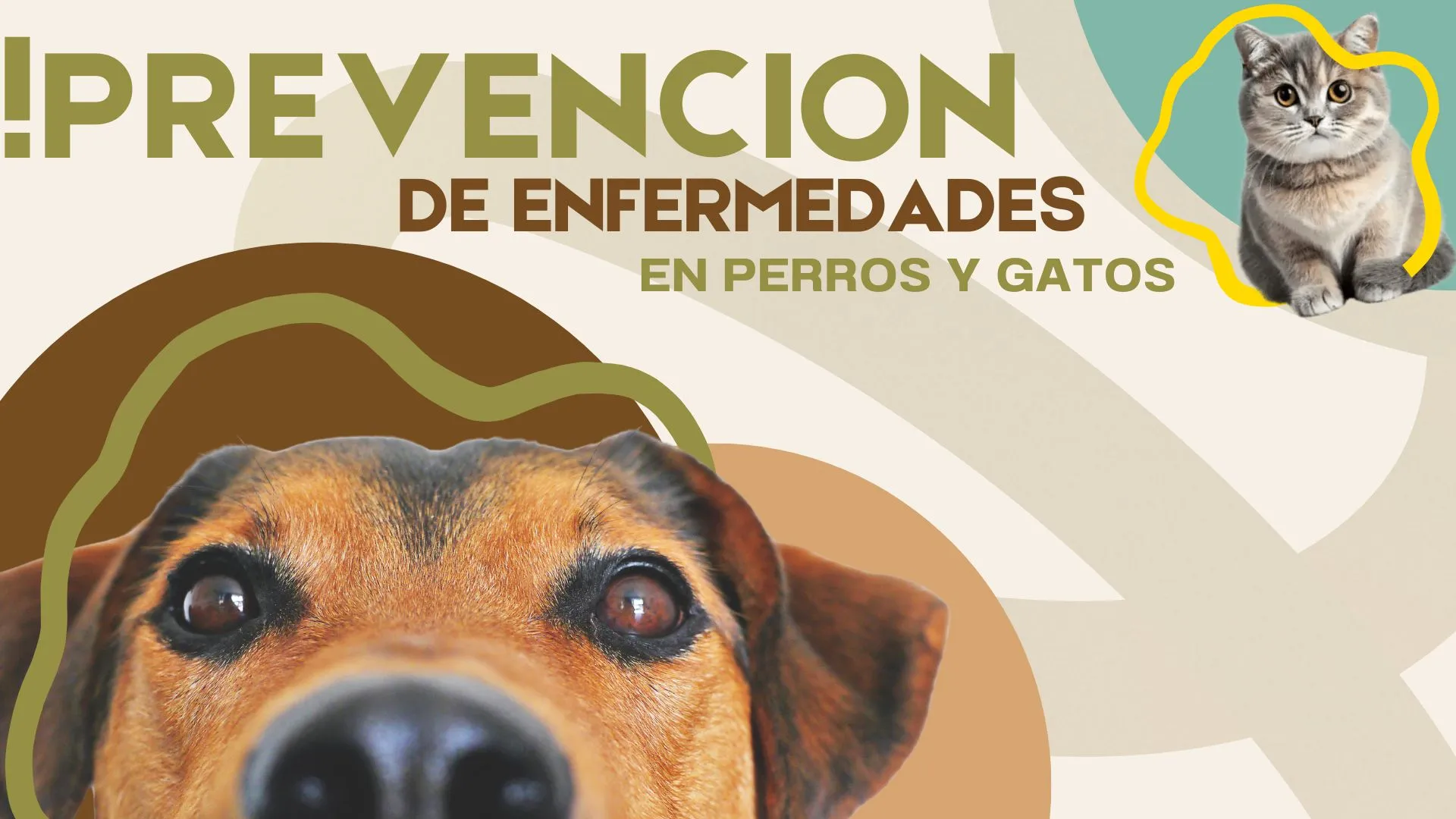Prevención enfermedades mascotas - Huellitas Crematorio